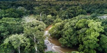 Le Cameroun relance un projet d&rsquo;inventaire de son patrimoine forestier